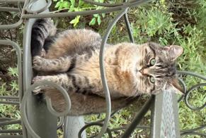 Vermisstmeldung Katze  Weiblich , 10 jahre Couilly-Pont-aux-Dames Frankreich