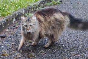 Fundmeldung Katze Weiblich Amplepuis Frankreich