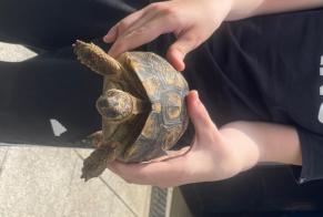 Fundmeldung Schildkröte Unbekannt Uckange Frankreich
