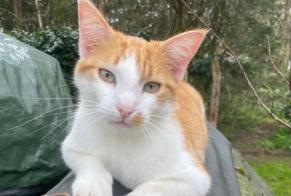 Vermisstmeldung Katze Männliche , 3 jahre Saint-Biez-en-Belin Frankreich