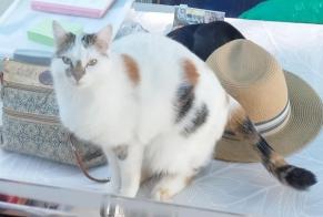 Vermisstmeldung Katze Weiblich , 3 jahre Châtelaudren-Plouagat Frankreich