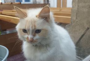 Vermisstmeldung Katze  Weiblich , 6 jahre Dole Frankreich
