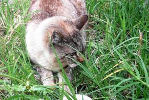 Fundmeldung Katze Unbekannt Carcassonne Frankreich