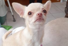Vermisstmeldung Hund  Weiblich , 1 jahre Comines-Warneton Belgien