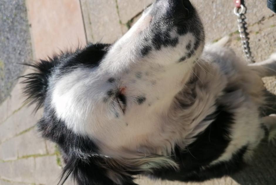 Vermisstmeldung Hund  Weiblich , 6 jahre Lontzen Belgien