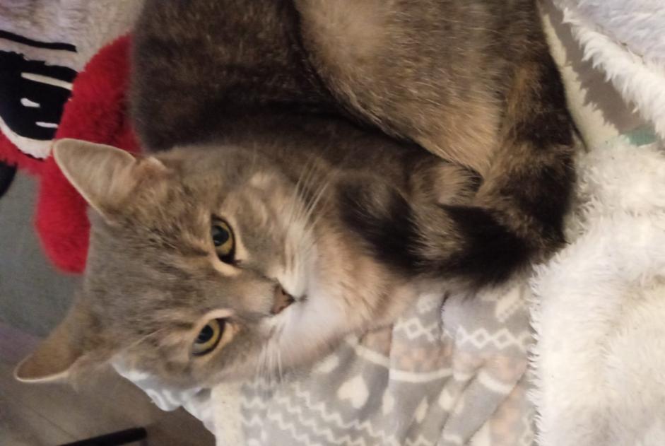 Vermisstmeldung Katze Weiblich , 12 jahre Dinant Belgien