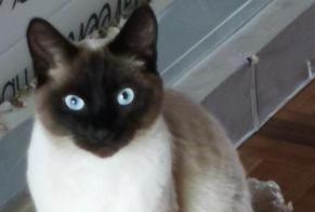 Vermisstmeldung Katze Männliche , 4 jahre Uccle Belgien