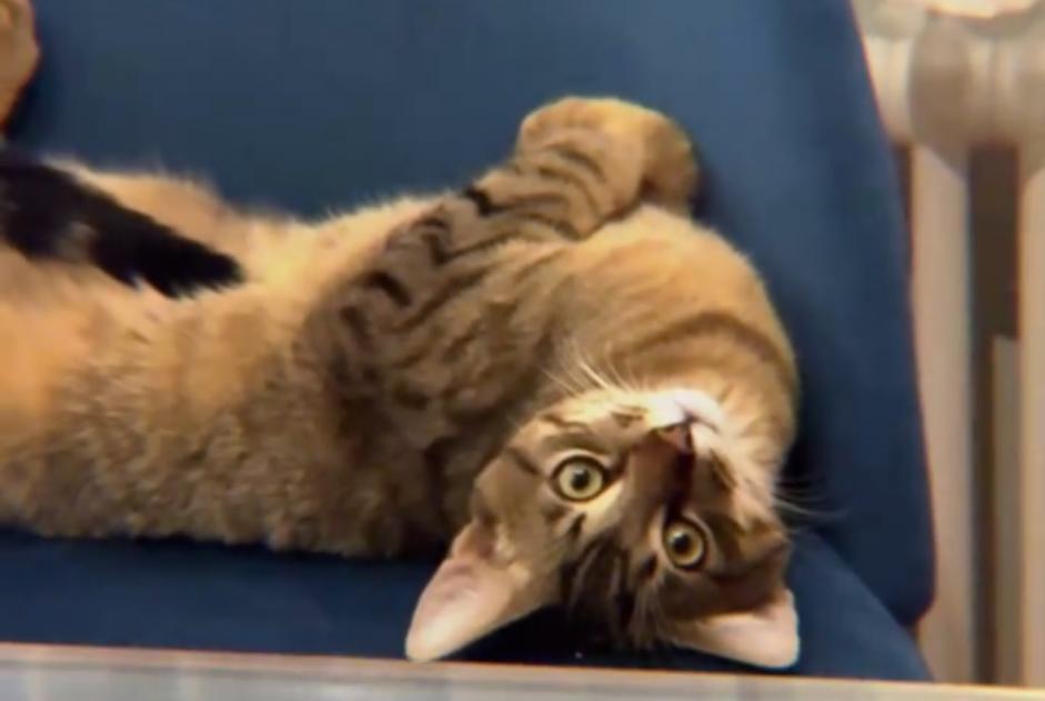 Vermisstmeldung Katze rassenmischung Männliche , 2 jahre Neuchâtel Schweiz