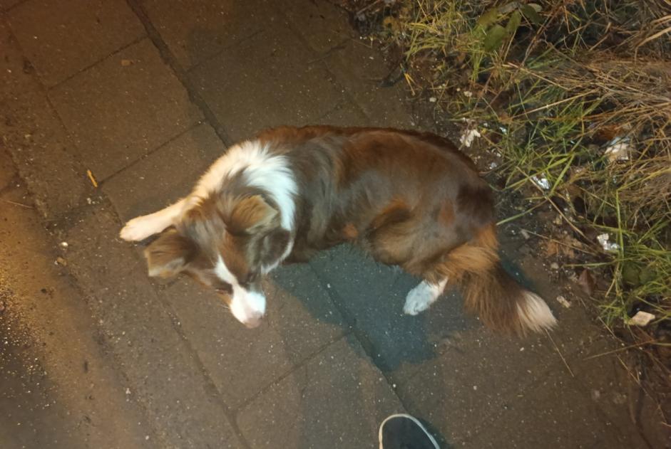 Hund Gefunden in Châtelet (Hainaut, Belgien)  - Fund Pet Alert Meldung Nr. 359496