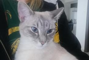 Fundmeldung Katze  Männliche , Zwischen 9 und 12 Monaten Molenbeek-Saint-Jean Belgien