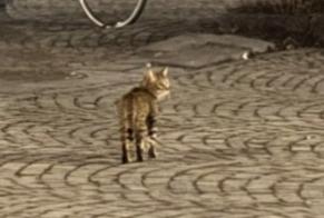 Fundmeldung Katze  Unbekannt Liège Belgien