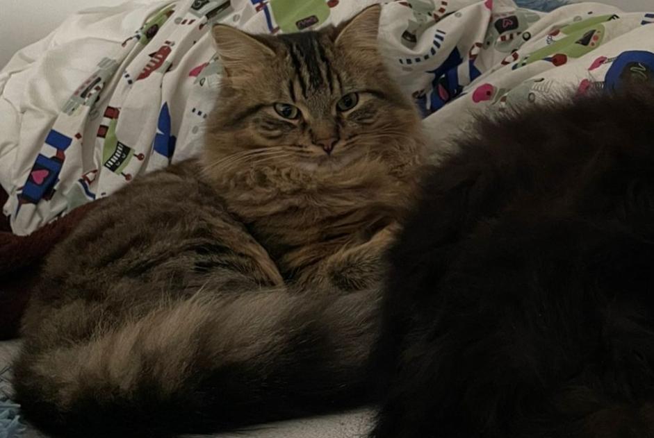 Katze Vermisst in Blegny (Liège, Belgien)  - Verlust Pet Alert Meldung Nr. 360616