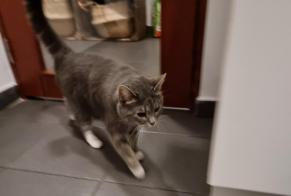 Fundmeldung Katze Weiblich Etterbeek Belgien