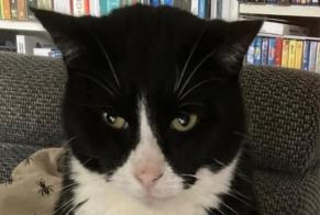 Vermisstmeldung Katze  Männliche , 8 jahre Stambruges Belgien