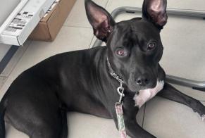 Vermisstmeldung Hund rassenmischung Weiblich , 2 jahre Anderlecht Belgien