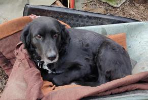 Vermisstmeldung Hund rassenmischung Weiblich , 11 jahre Estinnes Belgien