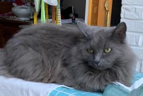 Vermisstmeldung Katze  Weiblich , 7 jahre Tournai Belgien