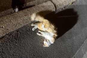 Fundmeldung Katze Unbekannt Soumagne Belgien