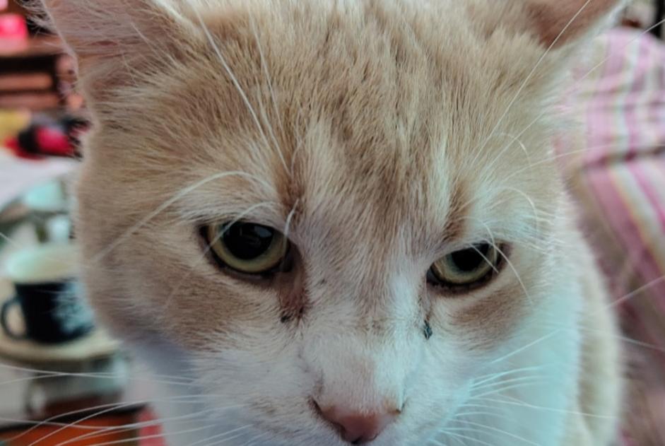 Katze Vermisst in Anderlecht (Bruxelles, Belgien)  - Verlust Pet Alert Meldung Nr. 364873