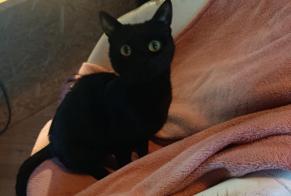 Vermisstmeldung Katze Weiblich , 2 jahre Braine-le-Château Belgien