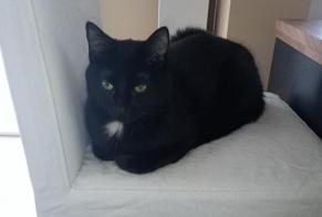 Vermisstmeldung Katze  Weiblich , 2 jahre Oupeye Belgien
