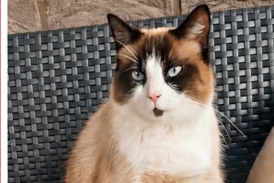 Katze Vermisst in Gerpinnes (Hainaut, Belgien)  - Verlust Pet Alert Meldung Nr. 374457