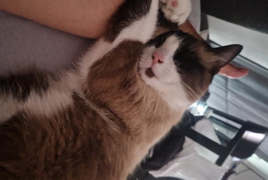 Katze Vermisst in Gerpinnes (Hainaut, Belgien)  - Verlust Pet Alert Meldung Nr. 374457