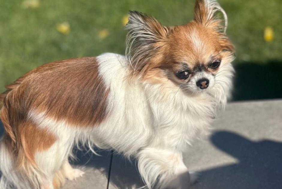Hund Vermisst in Visé (Liège, Belgien)  - Verlust Pet Alert Meldung Nr. 376737