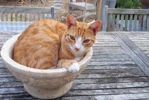 Disappearance alert Cat Male , 7 years Rue Belgium