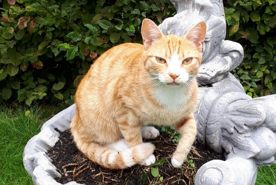 Disappearance alert Cat Male , 7 years Rue Belgium