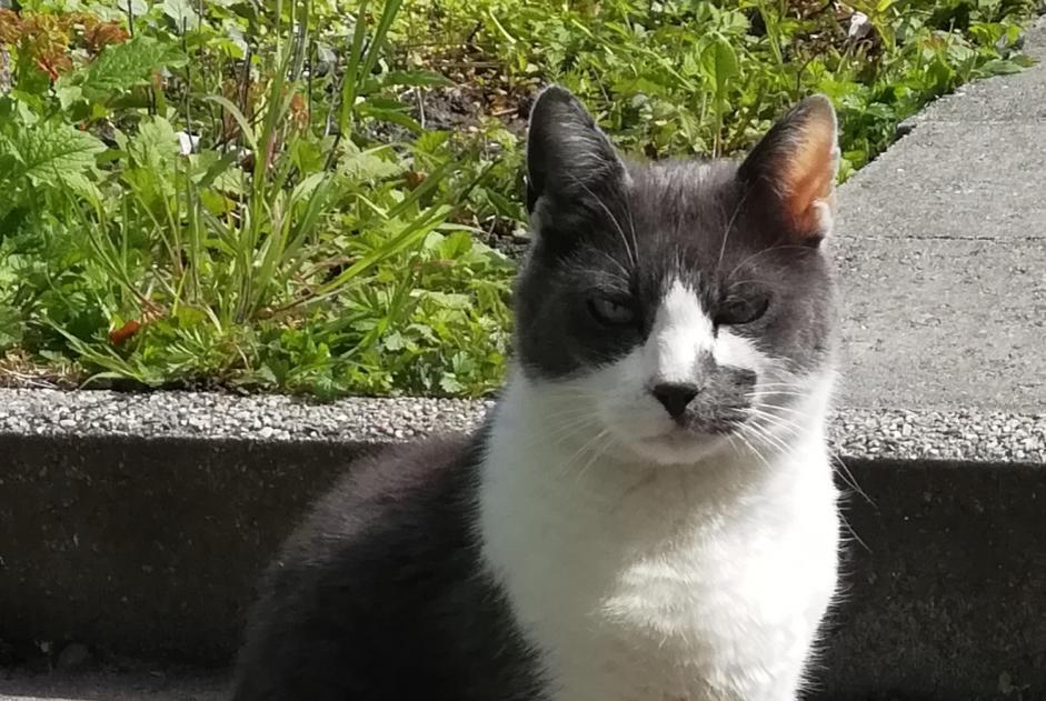 Disappearance alert Cat  Male , 9 years Liège Belgium