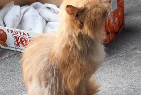 Discovery alert Cat Male Seraing Belgium