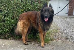 Discovery alert Dog  Male Hensies Belgium