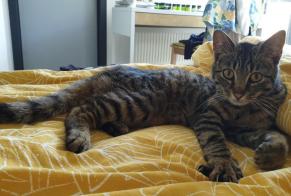 Discovery alert Cat miscegenation Male , Between 9 and 12 months Flobecq Belgium