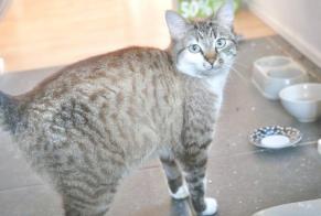 Disappearance alert Cat miscegenation Female , 3 years Tournai Belgium