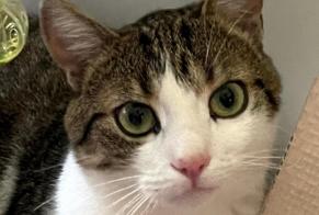 Disappearance alert Cat miscegenation Male , 2 years Stoumont Belgium