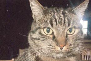 Disappearance alert Cat Male , 8 years Fleurus Belgium
