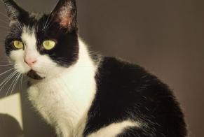 Disappearance alert Cat Female , 7 years Soignies Belgium