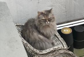 Disappearance alert Cat  Female , 9 years Liège Belgium