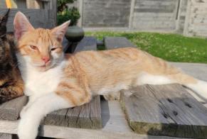 Disappearance alert Cat Male , 1 years Assesse Belgium