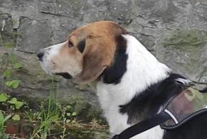 Disappearance alert Dog miscegenation Male , 4 years Mons Belgium