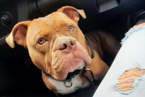 Disappearance alert Dog miscegenation Male , 1 years Modave Belgium