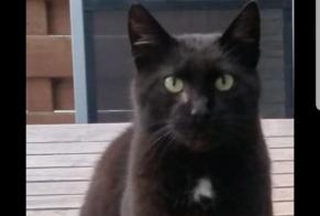 Disappearance alert Cat Male , 10 years Mons Belgium