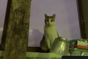 Disappearance alert Cat Female , 4 years Mouscron Belgium
