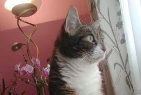 Disappearance alert Cat miscegenation Female , 5 years Charleroi Belgium