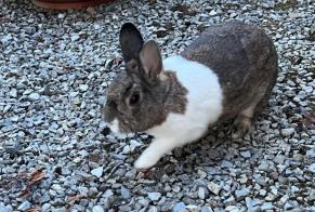 Discovery alert Rabbit Unknown Montigny-le-Tilleul Belgium