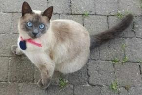 Disappearance alert Cat  Female , 1 years Ottignies-Louvain-la-Neuve Belgium