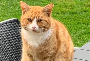 Discovery alert Cat miscegenation Male , 2 years Jurbise Belgium