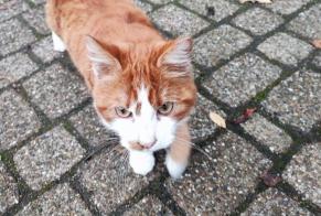 Discovery alert Cat Male Tournai Belgium