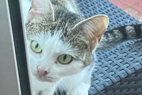 Discovery alert Cat miscegenation Female Mons Belgium